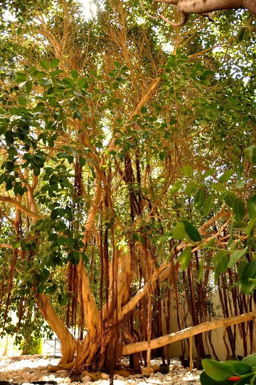 imagini hotel CLUB ASTERIA BELEK